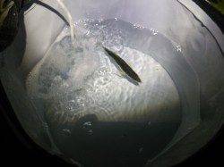 夜の田の浦〜サビキでアジを狙いに行きました