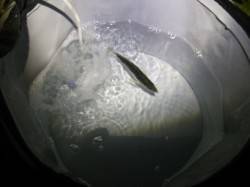 夜の田の浦〜サビキでアジを狙いに行きました…