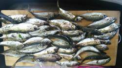 久美浜でアジング、開始一時間後に入れ食いタ…