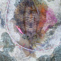 犬ヶ崎でエギング、アオリイカ釣れました！