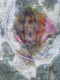 犬ヶ崎でエギング、アオリイカ釣れました！