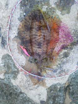 犬ヶ崎でエギング、アオリイカ釣れました！