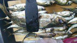 久美浜でアジング、開始一時間後に入れ食いタイム!!