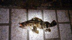 ボトムワインドで良型タケノコメバル♪