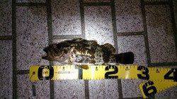 ボトムワインドで良型タケノコメバル♪