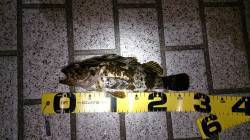 ボトムワインドで良型タケノコメバル♪