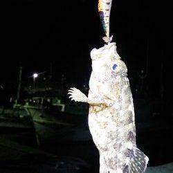 香美エリアでアオリ・コウイカ狙い〜ガシラがエギに食いついてきました
