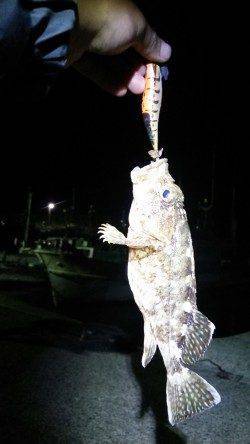 香美エリアでアオリ・コウイカ狙い〜ガシラがエギに食いついてきました