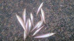 家族旅行帰りの南部で雨の中キス釣り頑張りました！