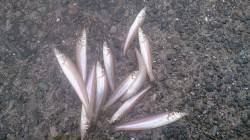 家族旅行帰りの南部で雨の中キス釣り頑張りま…