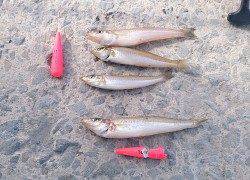 南塩谷　ちょい投げのランガンでキス狙い　エアシンカー使用