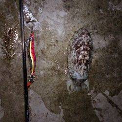 雑賀崎エギングでコウイカ〜潮が止まった時にモゾモゾとアタリ