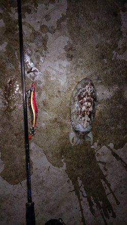 雑賀崎エギングでコウイカ〜潮が止まった時にモゾモゾとアタリ