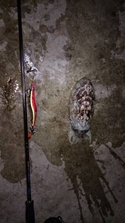 雑賀崎エギングでコウイカ〜潮が止まった時に…