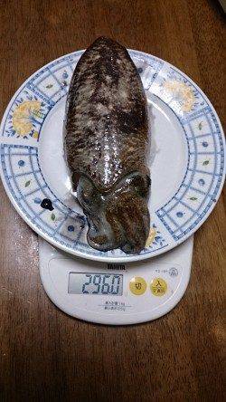 雑賀崎エギングでコウイカ〜潮が止まった時にモゾモゾとアタリ