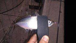 須磨でのアジング調査〜単発でした（  ＴДＴ）