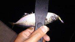 須磨でのアジング〜単発を拾う釣りでした