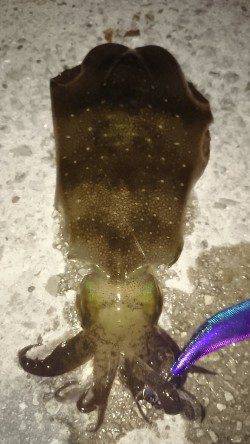 須磨のエギングでアオリイカ、弱めのシャクリで乗ってきました！