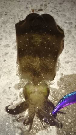 須磨のエギングでアオリイカ、弱めのシャクリ…