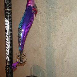 須磨のエギングでアオリイカ、弱めのシャクリで乗ってきました！