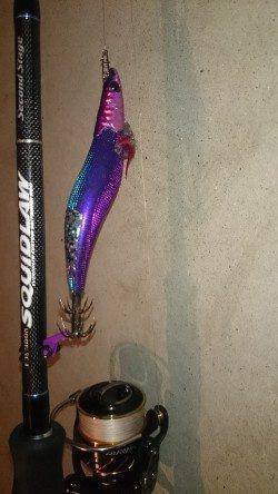 須磨のエギングでアオリイカ、弱めのシャクリで乗ってきました！