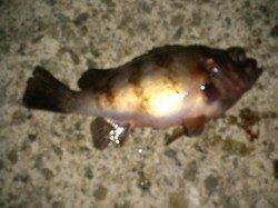 大蔵海岸でのメバリング釣果