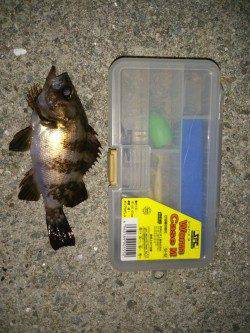 大蔵海岸メバリング 15cmから徐々にサイズUPして待望の27cm！