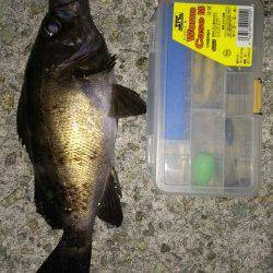 大蔵海岸メバリング 15cmから徐々にサイズUPして待望の27cm！