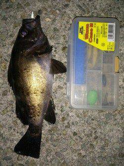 大蔵海岸メバリング 15cmから徐々にサイズUPして待望の27cm！