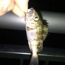 洲本にてメバリング〜嬉しいアジが釣れました♪