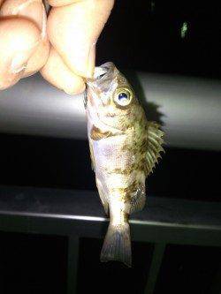 洲本にてメバリング〜嬉しいアジが釣れました♪