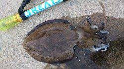 久美浜でエギング、コウイカなどの釣果