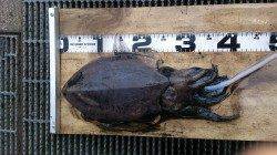 久美浜でエギング、コウイカなどの釣果