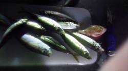 とっとパークなら雨でもOK！ 無数のスズキ…