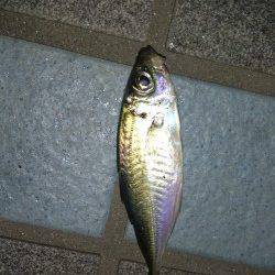 洲本にてメバリング〜嬉しいアジが釣れました♪