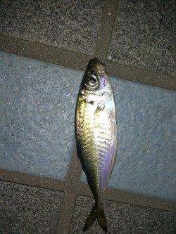 洲本にてメバリング〜嬉しいアジが釣れました♪