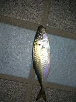 洲本にてメバリング〜嬉しいアジが釣れました…