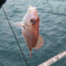 シモツピアーランド　アジ・チャリコを中心に楽しめます☆