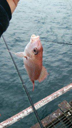 シモツピアーランド　アジ・チャリコを中心に楽しめます☆