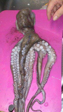 ＧＷ最終日〜水温低下で渋めでしたが淡路島のキス釣りに満足！