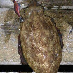 満月大潮なので島陰にてエギング、モンゴイカ＆タコ