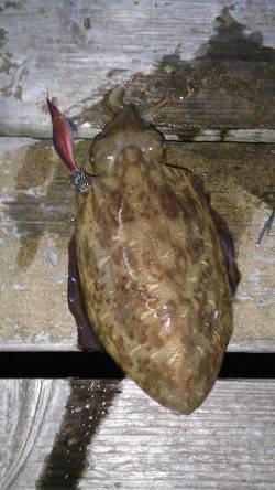 満月大潮なので島陰にてエギング、モンゴイカ…