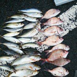 シモツピアーランド　アジ・チャリコを中心に楽しめます☆