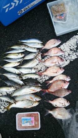 シモツピアーランド　アジ・チャリコを中心に…