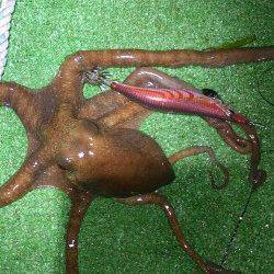 満月大潮なので島陰にてエギング、モンゴイカ＆タコ