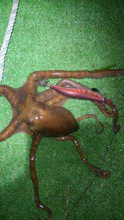 満月大潮なので島陰にてエギング、モンゴイカ＆タコ