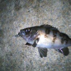 樽井漁港でのメバリングレポート