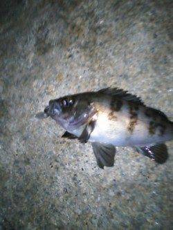 樽井漁港でのメバリングレポート