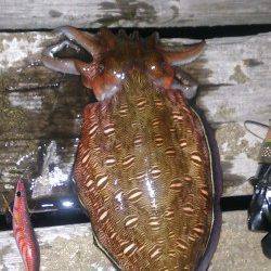 島陰周辺にてエギング、モンゴイカでしたが楽しめました！