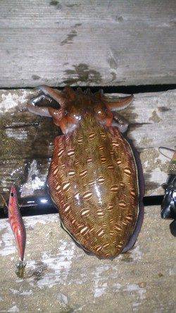 島陰周辺にてエギング、モンゴイカでしたが楽しめました！